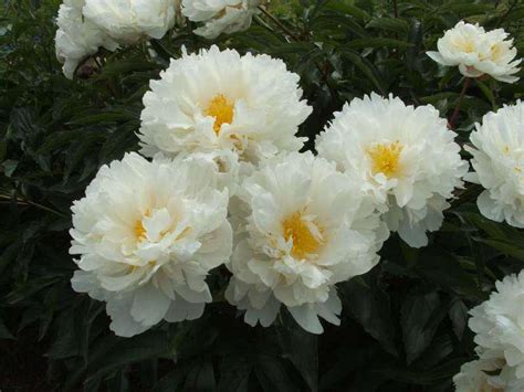 Саженцы пиона гардения купить в Москве по цене от 2000 рублей