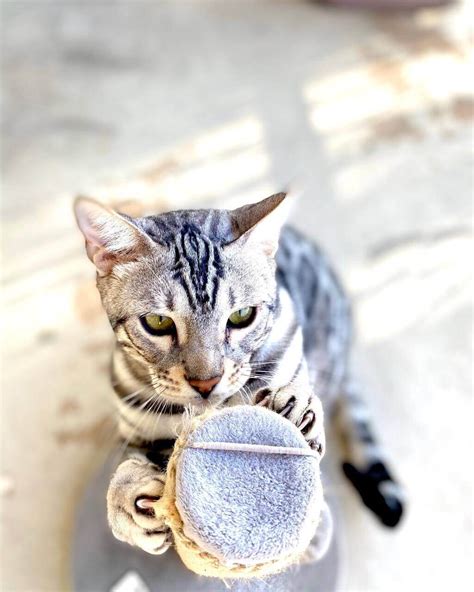 Silver Bengal Cat 101: Facts, Temperament, Care & More Info - Pets ...