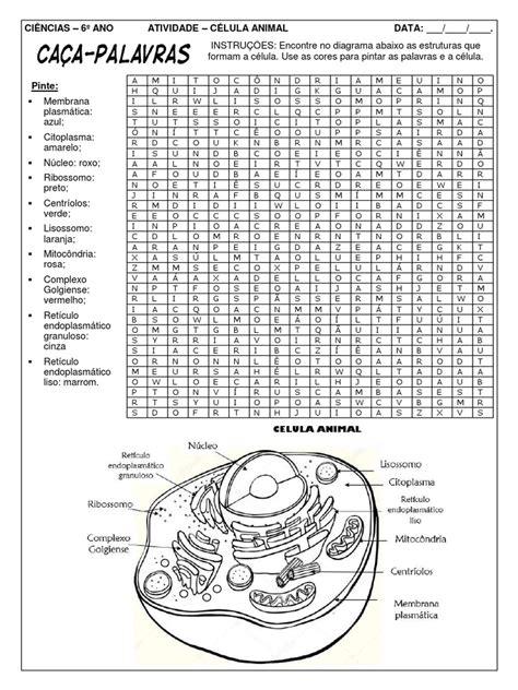 Atividade de Célula Animal - 6º Ano | PDF