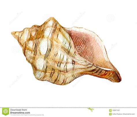 Shell Isolated On White Background Chitin Structure Protecting Snail