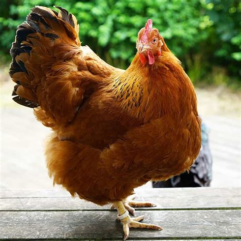 New Hampshire Chicken: Eggs, Height, Size and Raising Tips