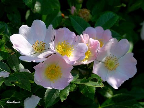 Heckenrose Hundsrose Rosa Canina S L C Artur Segadlo