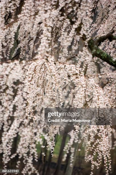 Weeping Cherry Blossom Tree Photos and Premium High Res Pictures ...