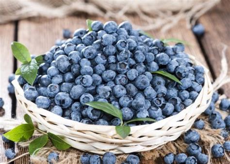 Черника на подоконнике круглый год: выращивание растения дома в горшке ...