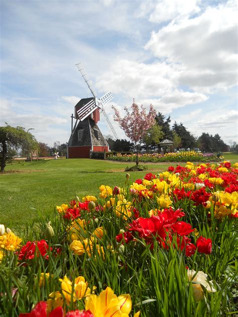 Public excitement builds for the tulip time holland mi parade 6