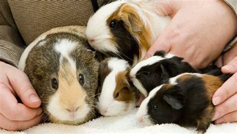 The Guinea Pig Lifespan Petculiars