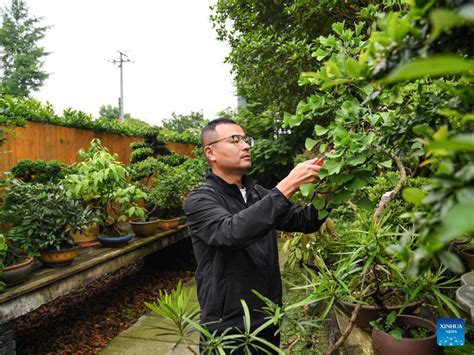 Mann Widmet Sich Der Penjing Kunst Im Sichuan Stil China Org Cn