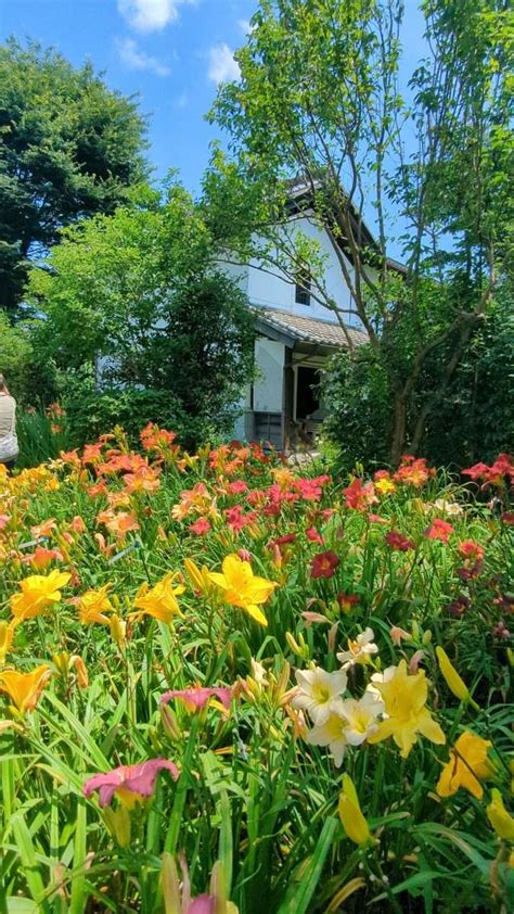 Beautiful daylily garden open to the public again ⋆ In Saitama