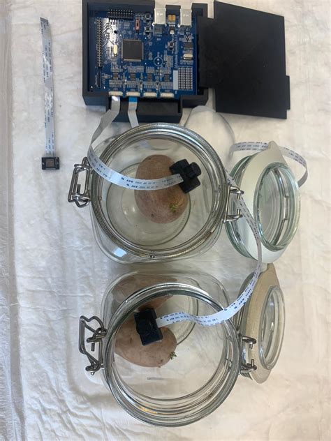 New Biological Sensor Detects Hidden Rot in Potatoes | en.new.huji