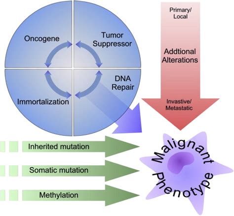 The Molecular Basis Of Cancer And The Development Of Targeted Therapy