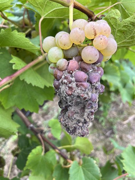 Michigan grape scouting report – September 14, 2022 - Grapes