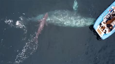 Watch: Mesmerizing sight of gray whale giving birth near safari boat