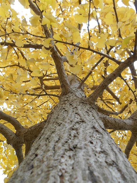 Gingko Tree Yellow Leaves Free Photo On Pixabay Pixabay