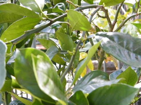 Dwarf Orange Valencia Tree Citrus Sinensis