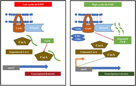 A Schematic Overview Of The Multicomponent Regulatory Cascade That