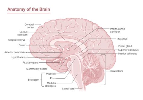 Anatomy Of The Brain Biorender Science Templates