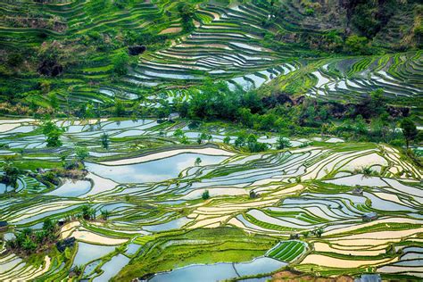 China’s Rice Terraces — The Most Beautiful In The World