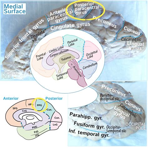 neuroanatomy glossary posterior paracentral gyrus ditki medical