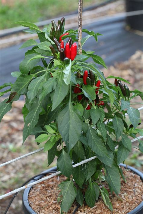 Chilli Zimbabwe Birds Eye Seeds African Devil Chili Super Hot Spicy Piri Piri Pearls Nursery