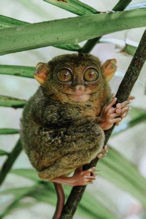 Top 10 Endangered Animals In The Philippines | Cute Animals