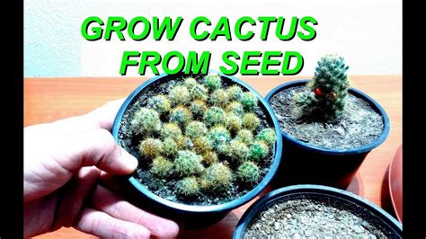 How To Grow A Cactus From Seeds Back Gardener