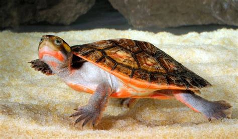 Peut On Sortir Une Tortue D Eau De Son Aquarium Sans Risque Jardiland