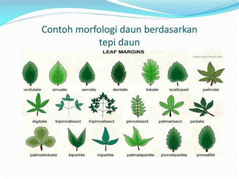 identifikasi taksonomi  klasifikasi tumbuhan powerpoint