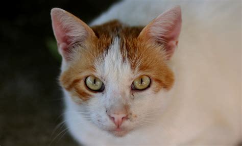 Fotos Gratis Blanco Naranja Retrato Gatito Gato De Cerca Nariz