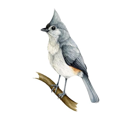Titmouse Drawing