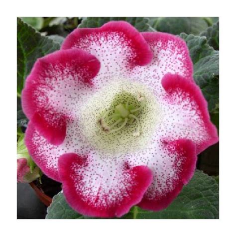 Глоксиния розовая: описание цветка, как выглядит растение, фото — ООО ...