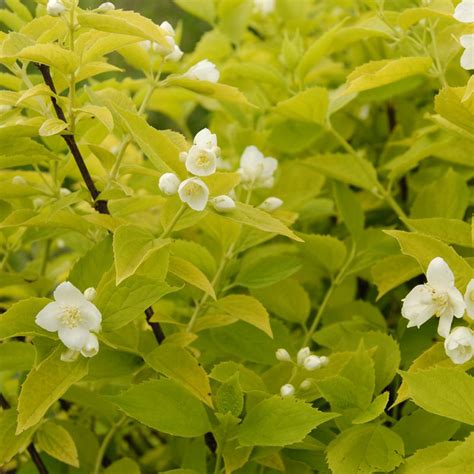 Купить Чубушник венечный Aureus - Чубушник - GardenPlants