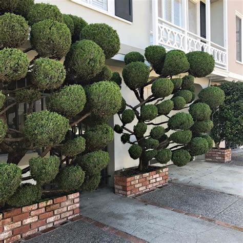 The Unique Trees Of San Francisco Others