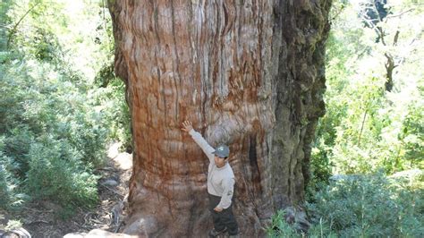 Descubren el árbol vivo más antiguo del mundo 5 484 años de edad