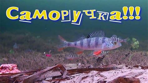 Зимняя рыбалка. Вид с подводной камеры! - YouTube