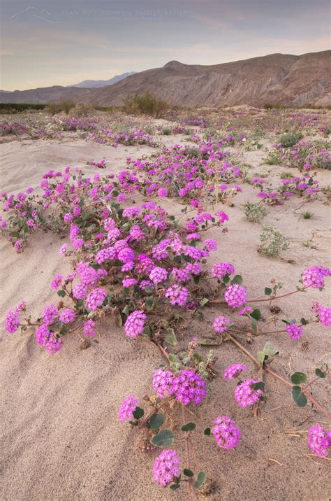 Anza-Borrego Desert State Park wildflowers - Alan Majchrowicz Photography