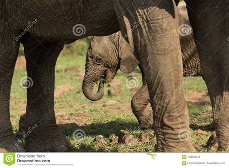 A Baby Elephant In The Maasai Mara Stock Photo Image Of Beauty