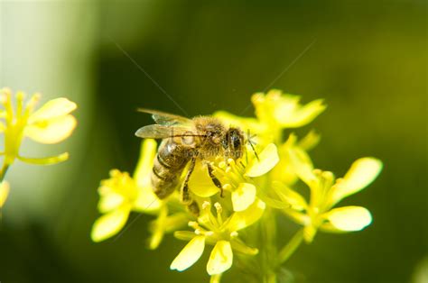 Industrious Picture And Hd Photos Free Download On Lovepik