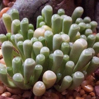 Fenestraria Rhopalophylla Ssp Aurantiaca Vensterplantjie Window