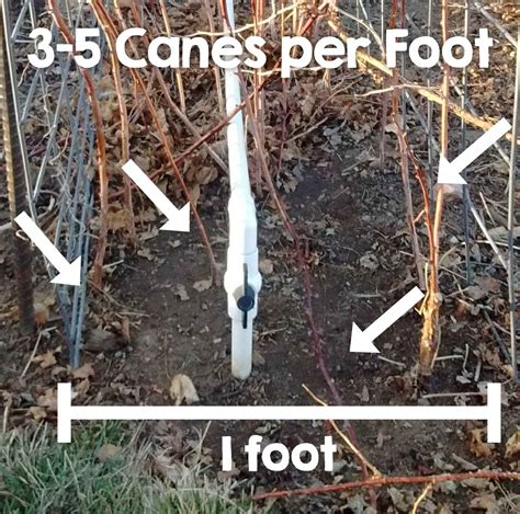 Pruning backyard raspberries in 1, 2, 3! - My Silly Squirts