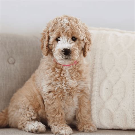 Standard Engelsk Goldendoodle F1 And F1b English Teddybear Goldendoodle