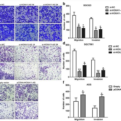 Knockdown Of Hoxa As Inhibits Cell Migration And Invasion In Gc A B