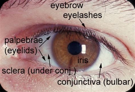 The External Eye Part The Conjunctiva Episclera And Sclera