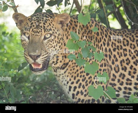 animals  sharp teeth  res stock photography  images alamy