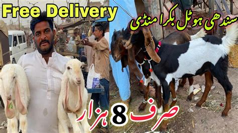 Sindhi Hotel Bakra Mandi Latest Update 29 November 2024 Karachi Bakra