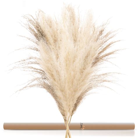 Buy Large Size Stem Pampas Grass 5 Branches 4 Feet Tall Natural Dried Pampas In 2 Tones Cream