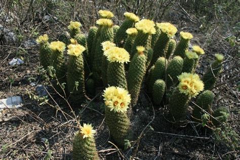 Biznaga Partida Parada Familia Cactaceae En Guanajuato Inaturalist