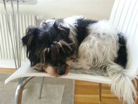 Long Haired Rough Coated Jack Russell Terrier at George Havens blog