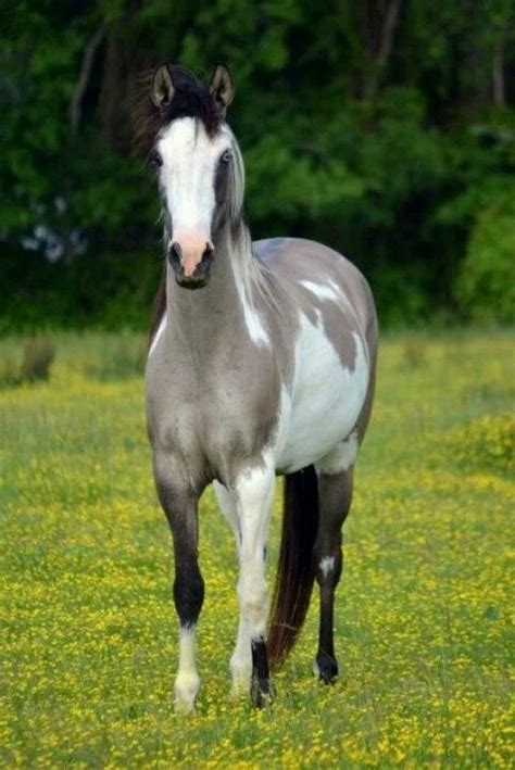 Pin On The Horse