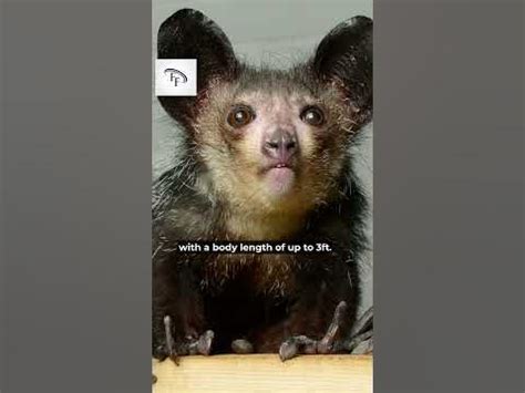 fun facts  aye ayes funfacts interestingfacts facts shorts