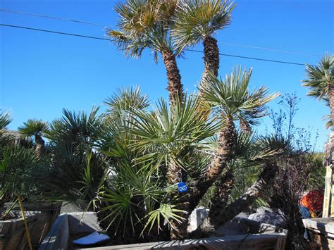 065: 6ft Mediterranean Palm « Affordable Tree Service, Las Vegas, NV